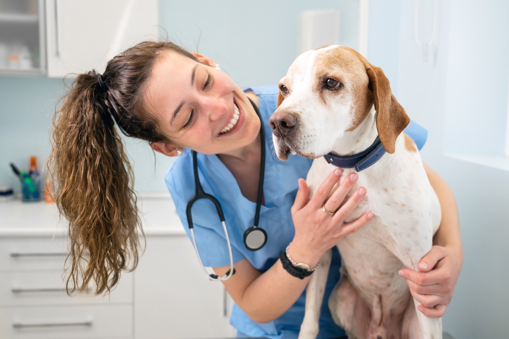 Studying veterinary medicine