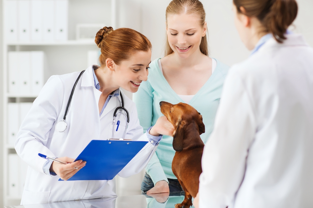 Tiermedizin ohne NC studieren
