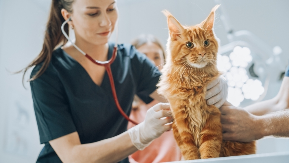 Veterinarian salary: What does a veterinarian earn in Germany?